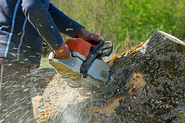 Shamrock, TX  Tree Services Company